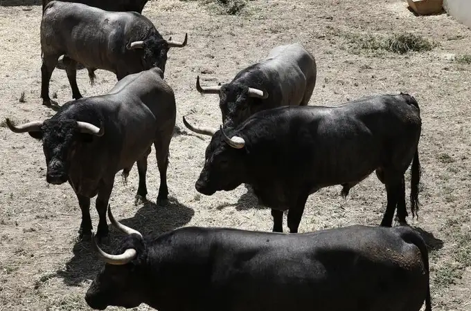 Los toros de José Escolar para el tercer encierro de San Fermín