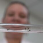 Imagen de los mosquitos en un tubo de ensayo de un laboratorio de la ciudad colombiana de Cucutá