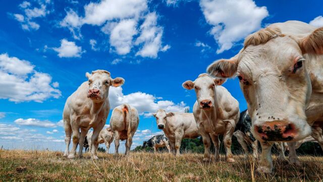 La carne infectada de Polonia se ha distribuido en Baleares, País Vasco y Madrid
