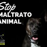 Condenan a una mujer a tres años de cárcel por tirar al perro de su pareja por el balcón