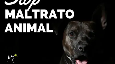 Condenan a una mujer a tres años de cárcel por tirar al perro de su pareja por el balcón