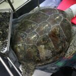 Muere la tortuga a la que extrajeron cerca de 1.000 monedas de su estómago
