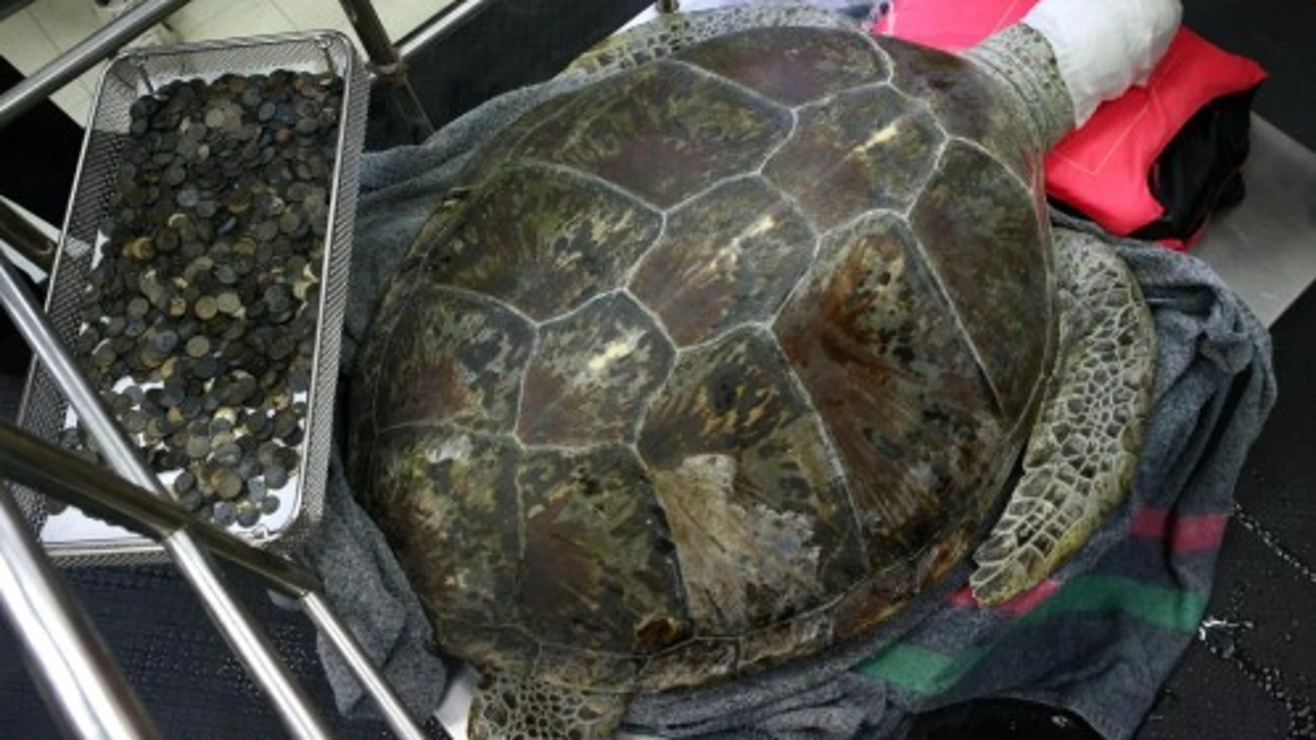 Muere la tortuga a la que extrajeron cerca de 1.000 monedas de su estómago