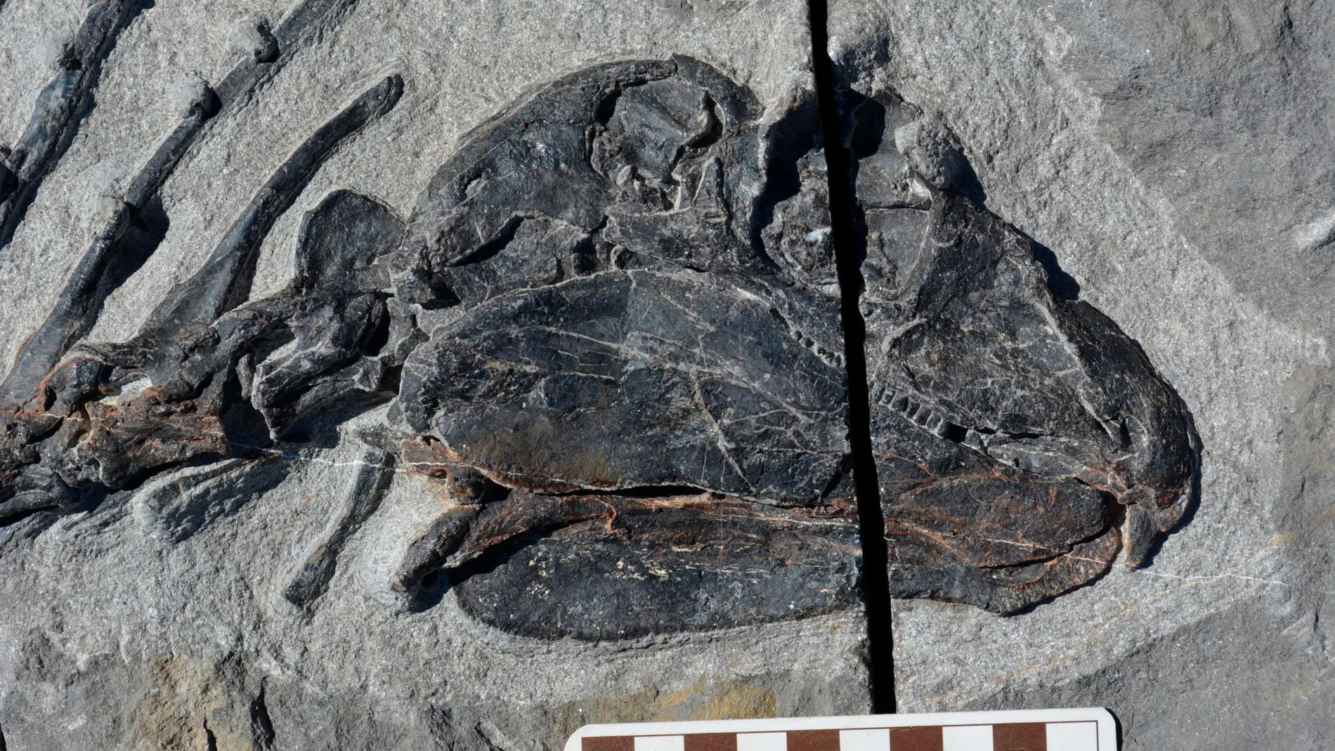 otografía cedida por el Museo de Historia Natural y Ciencia de Nuevo México (NMMNHS) donde se observa el fósil de la mandíbula del Gordodon kraineri, un hervívoro de 1,5 metro (5 pies) de largo y unos 34 kilos (75 libras), que fue descubierto en 2013 cerca de la población de Alamogordo, en Nuevo México por una clase de Geología de la Universidad de Oklahoma (EE.UU.). / Efe