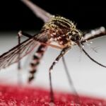 Mosquito tigre / Foto: Efe
