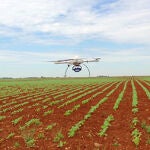 Un dron sobre un campo de girasoles