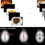 Los científicos han determinado que la evaluación de un plato como apetitoso o no está influenciada por regiones cerebrales vinculadas a la cognición y la emoción, evidenciando la importancia de las emociones en la visualización de platos bien presentados / UGR