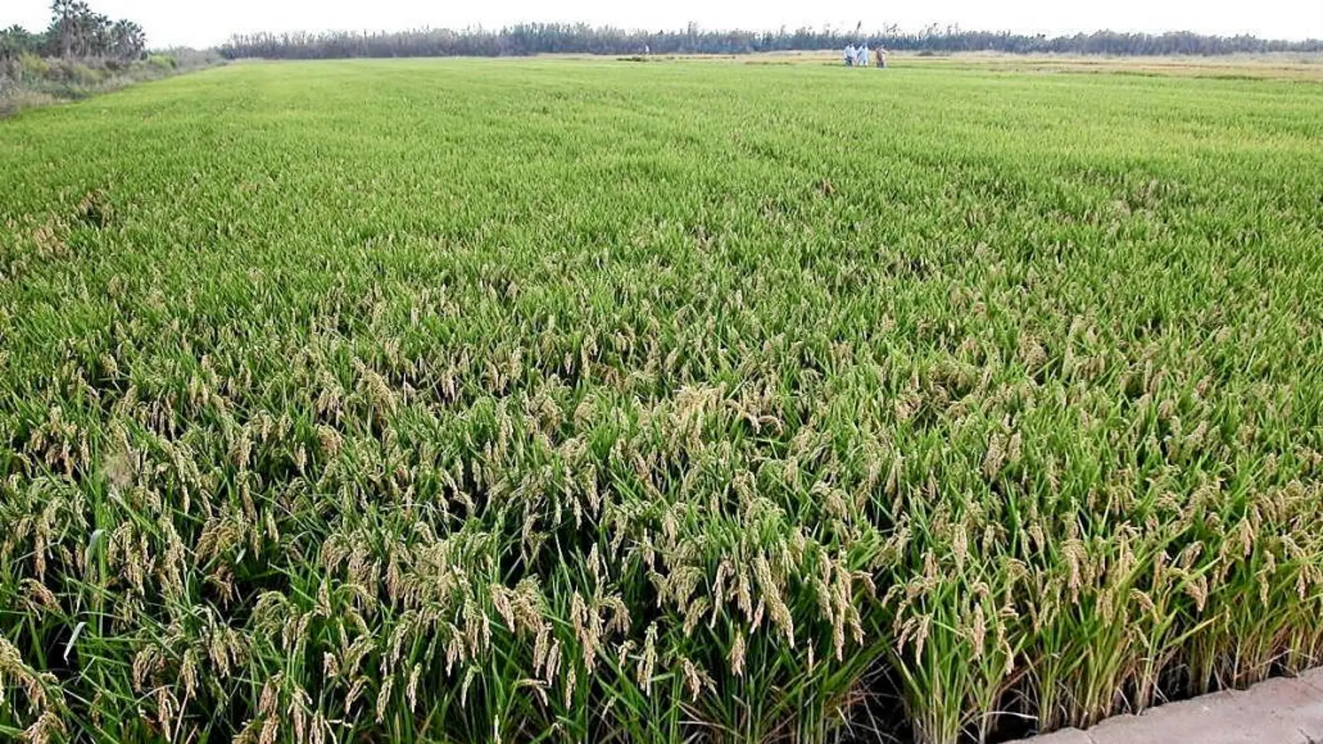 La Conselleria recuperará el modelo de sistematización de las alteraciones del clima y sus consecuencias en el campo para que todo quede registrado