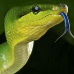 las especies venenosas serán las protagonistas