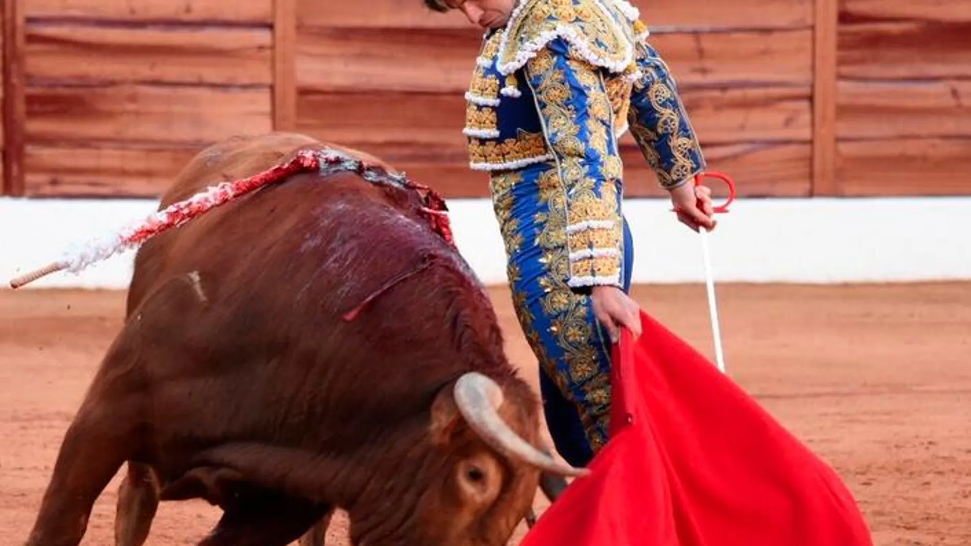 Toñete en la plaza de toros de Olivenza muleteando al animal que lo corneó, en imagen de archivo