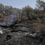 Zona afectada por el incendio que se declaró ayer en el término municipal de El Castillo de las Guardas (Sevilla) y que ha afectado al menos 1.500 hectáreas
