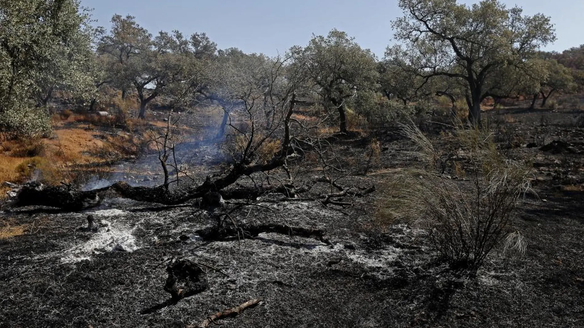 Zona afectada por el incendio que se declaró ayer en el término municipal de El Castillo de las Guardas (Sevilla) y que ha afectado al menos 1.500 hectáreas
