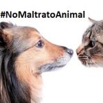 Envíe sus denuncias a nomaltratoanimal@larazon.es