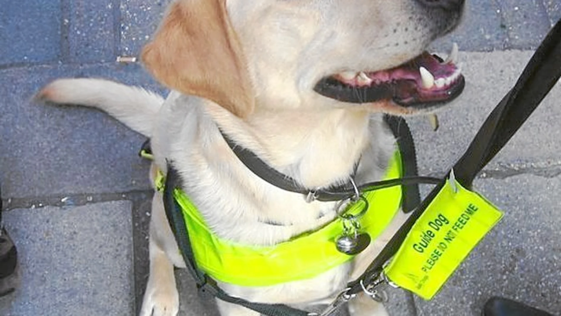 Las razas más utilizadas para estos perros son el labrador y el golden retriever, además del pastor alemán