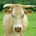  Gana 6.000 euros por vaticinar donde iba a defecar una vaca