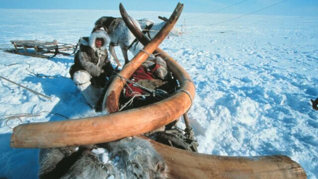 Restos de un mamut hallado en Siberia