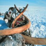 Restos de un mamut hallado en Siberia