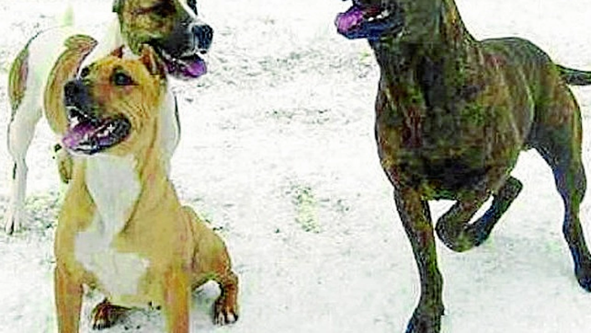 Tres de los perros que tenía la familia en la finca de Colmenar de Oreja, en la calle Ibor 578
