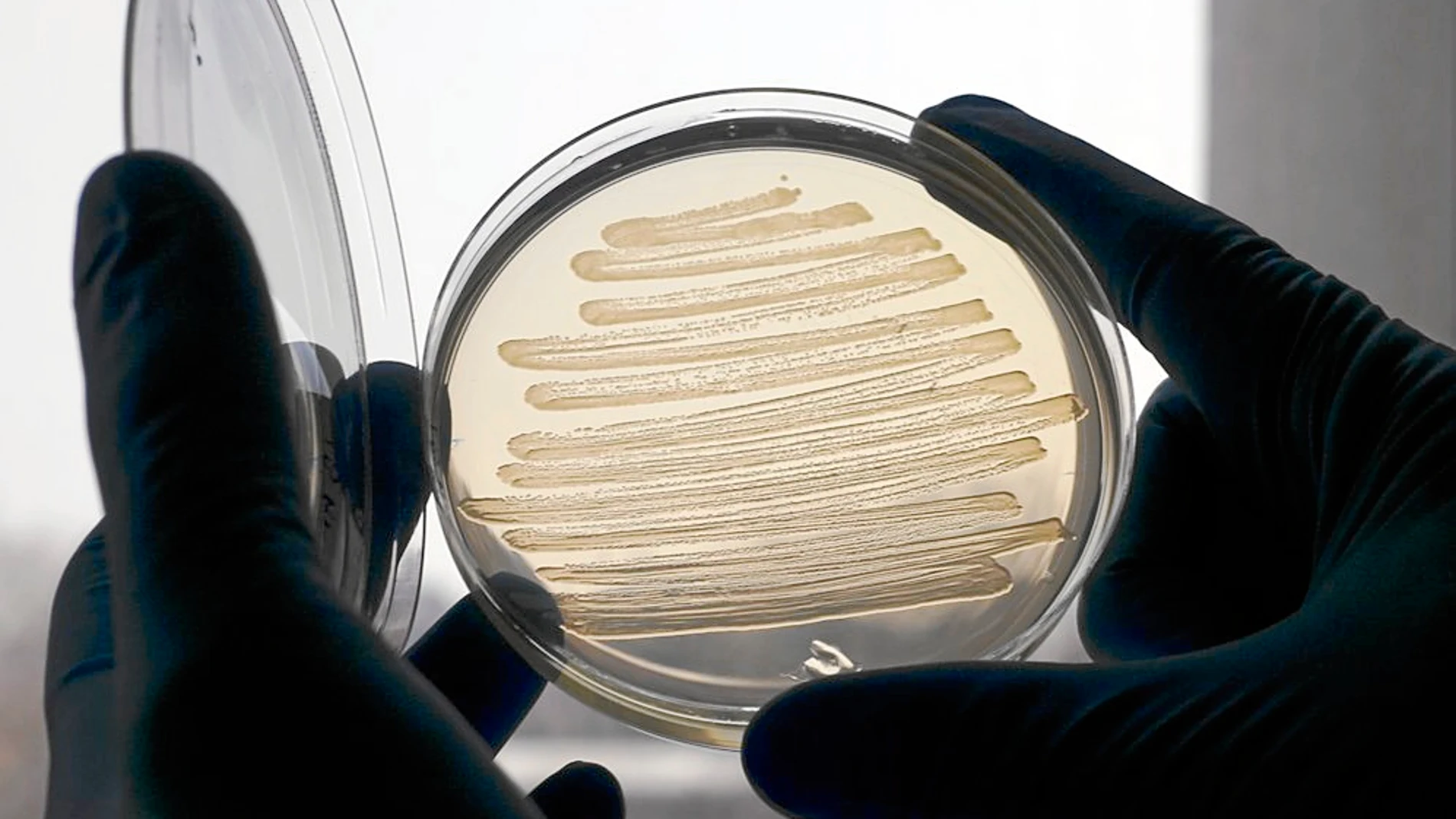 Los científicos están cerca de conseguir un diésel casi idéntico al convencional partiendo de la bacteria E. coli