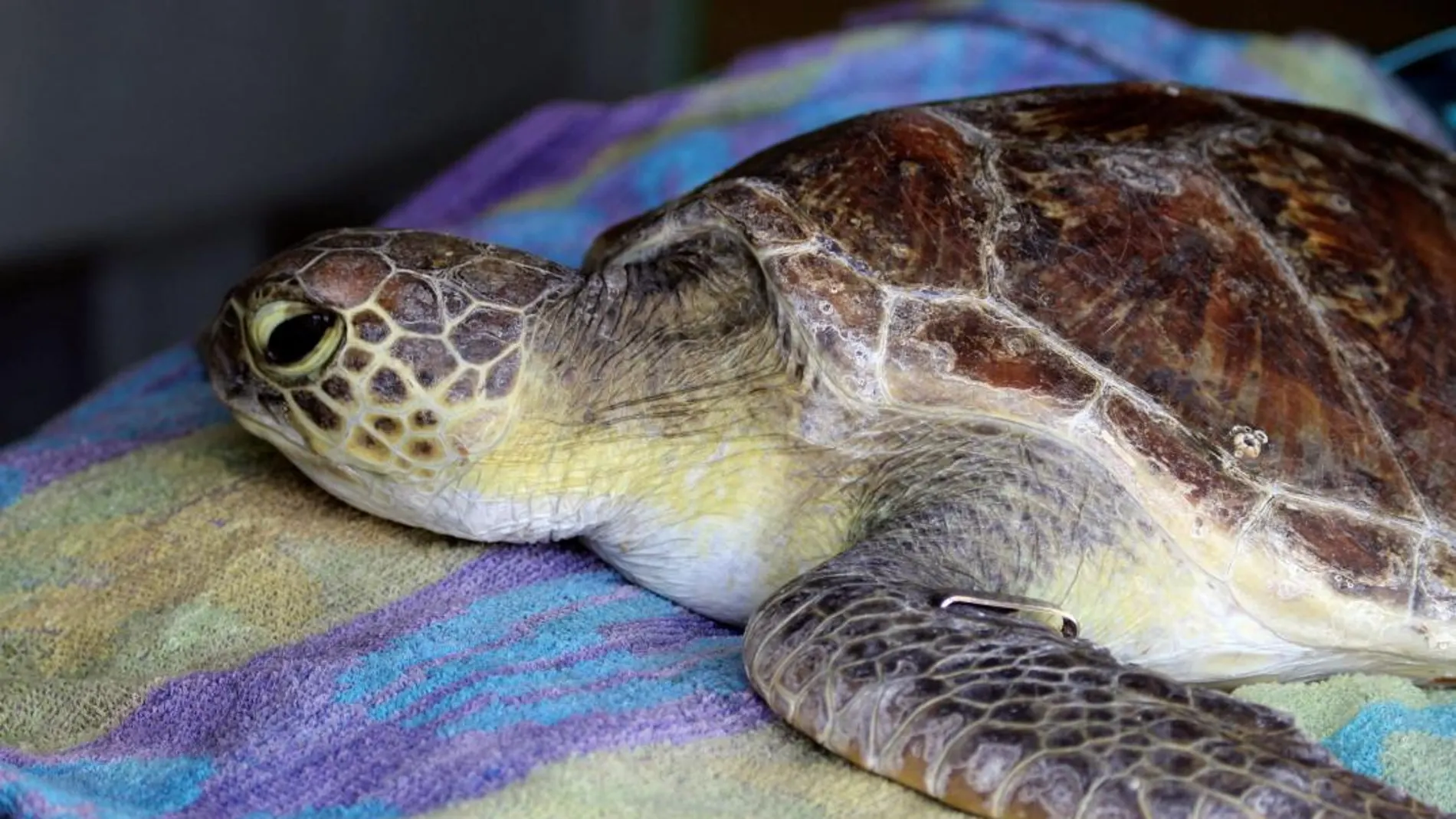 No ha trascendido el tamaño ni la especie de tortuga encontrada en su cuerpo