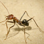 Una hormiga de la especie Cataglyphis velox