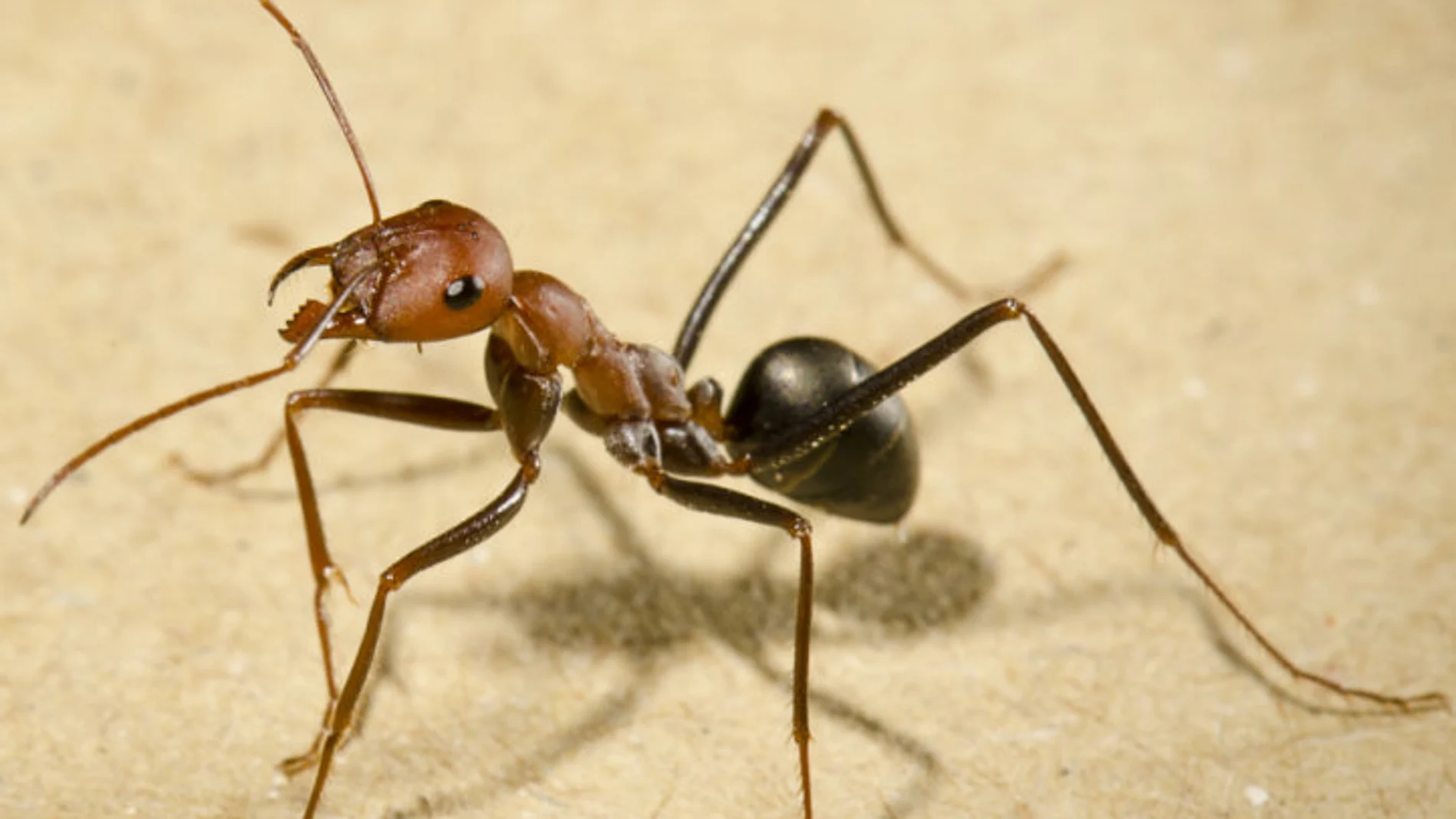 Una hormiga de la especie Cataglyphis velox