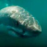 Creía que era un pacífico delfín y grabó su encuentro con un enorme tiburón blanco