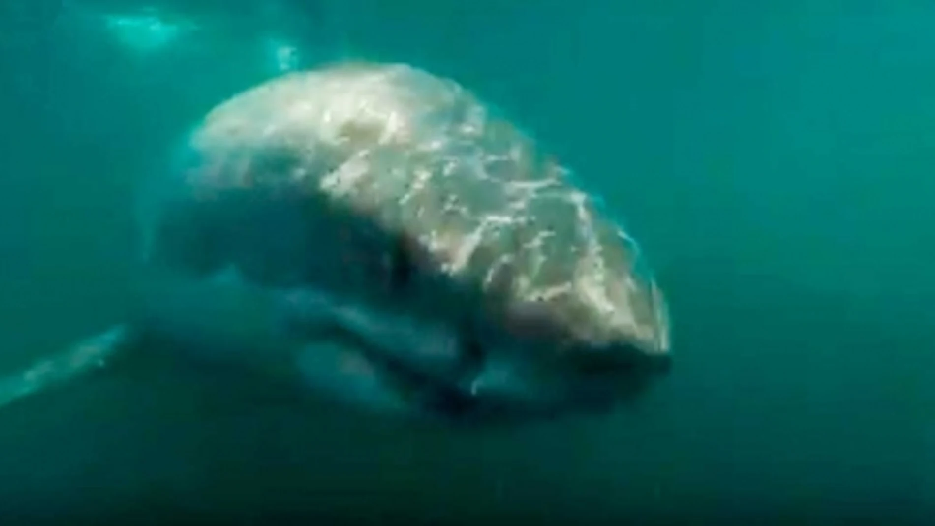 Creía que era un pacífico delfín y grabó su encuentro con un enorme tiburón blanco