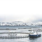 Un grupo de expertos noruegos proponen el cultivo de mejillones mejillones y algas con los residuos de una piscifactoría