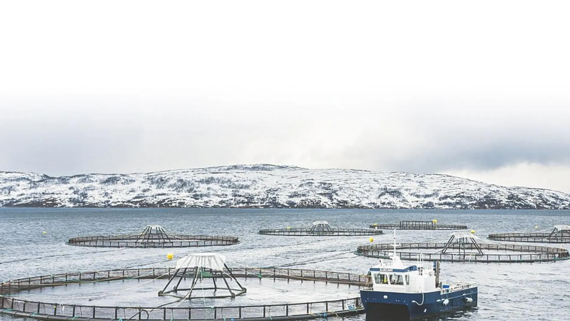 Un grupo de expertos noruegos proponen el cultivo de mejillones mejillones y algas con los residuos de una piscifactoría