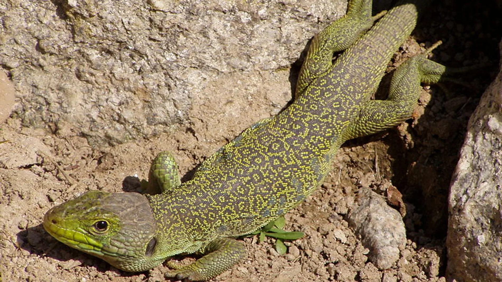 Un ejemplar de lagarto