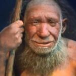 La corteza de álamo, la “aspirina” de los neandertales