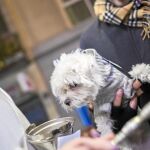 Cientos de madrileños pasaron ayer por la iglesia de San Antón para bendecir a sus mascotas, el acto más conocido de las fiestas pero que este año no viene en la programación municipal