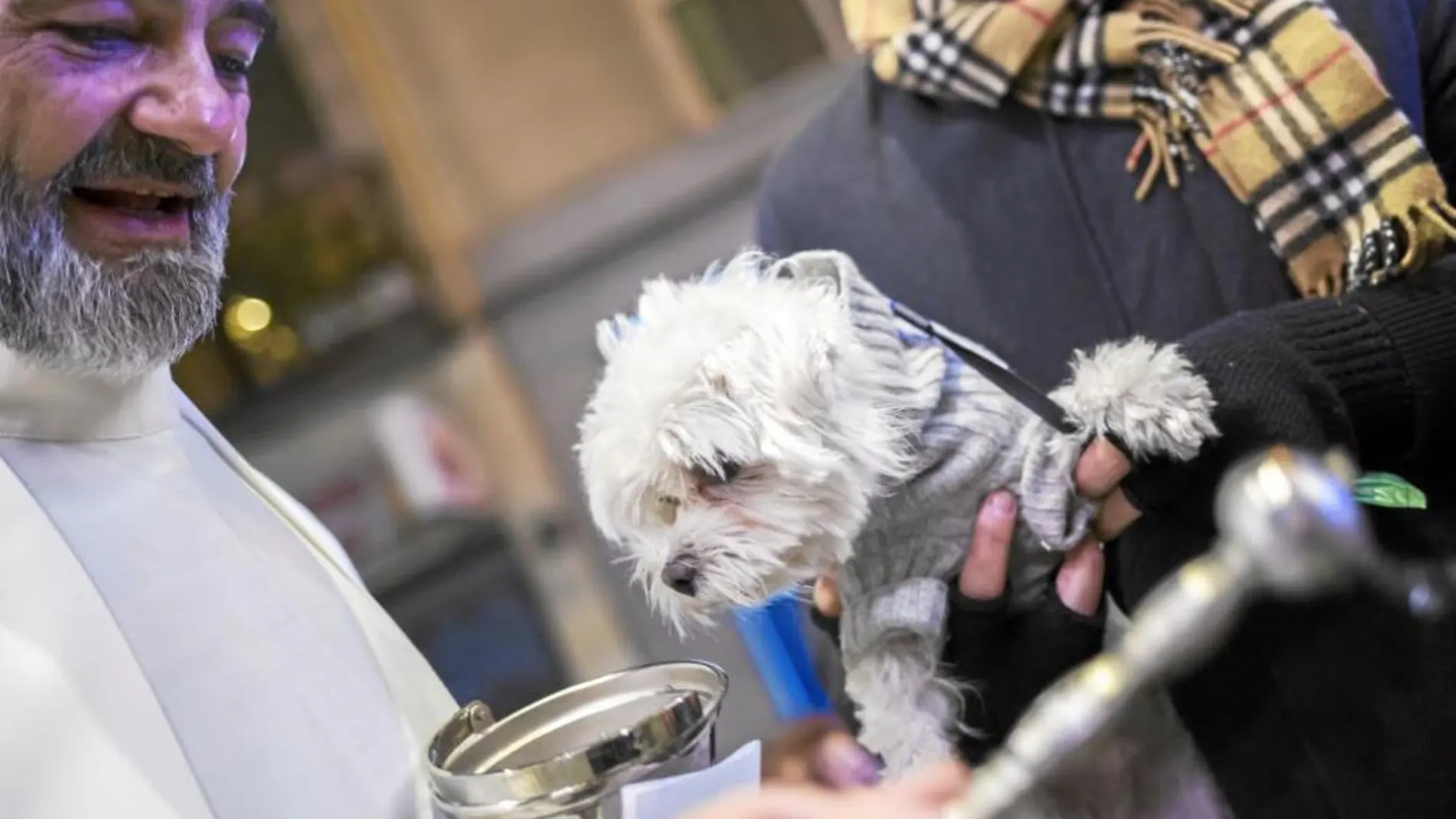 Cientos de madrileños pasaron ayer por la iglesia de San Antón para bendecir a sus mascotas, el acto más conocido de las fiestas pero que este año no viene en la programación municipal