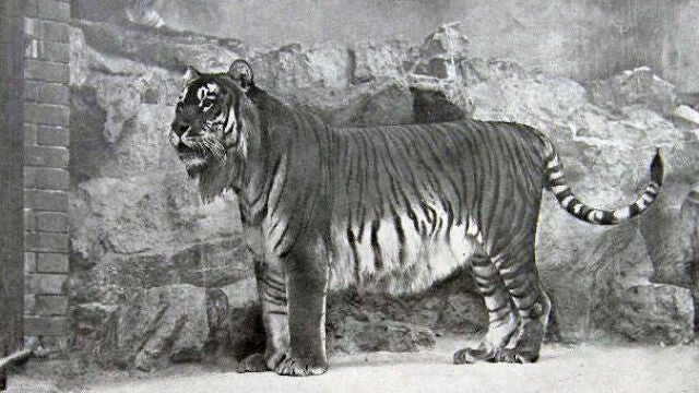 Un ejemplar de Tigre del Caspio, en una imagen tomada en 1899 en el zoo de Berlín