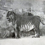 Un ejemplar de Tigre del Caspio, en una imagen tomada en 1899 en el zoo de Berlín