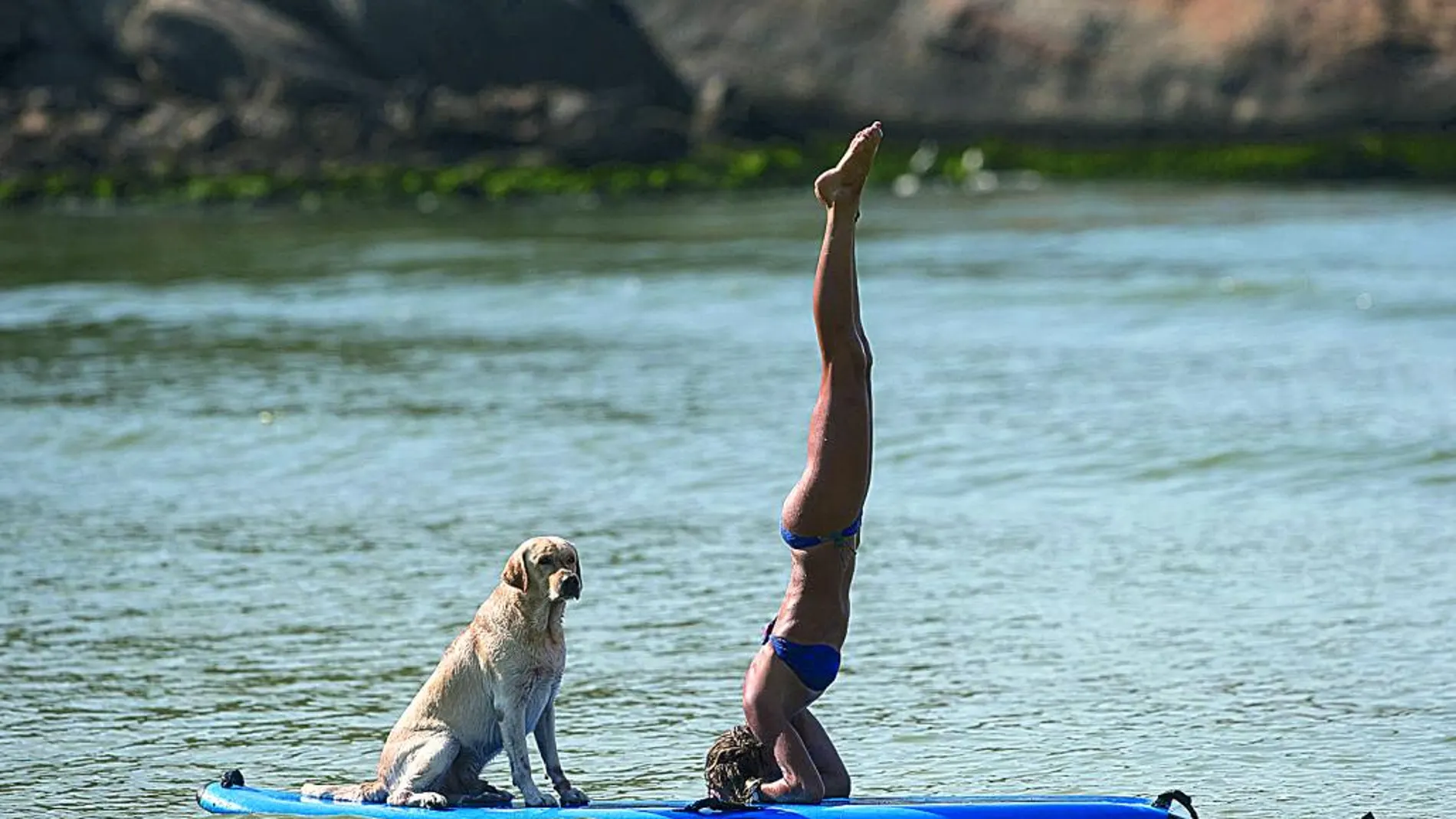 Cada vez son más las actividades o deportes que se pueden realizar con perros, como «paddle surf» o «canicross»