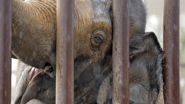 La liberación de 78 elefantes en Tailandia cambia las normas del juego
