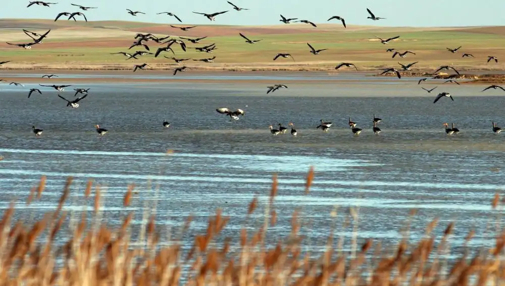 Las Lagunas de Villafáfila de Zamora