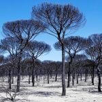 Un pinar completamente calcinado en el espacio protegido de Doñana tras el incendio declarado el pasado sábado