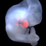 Corazón de rata en un embrión de ratón