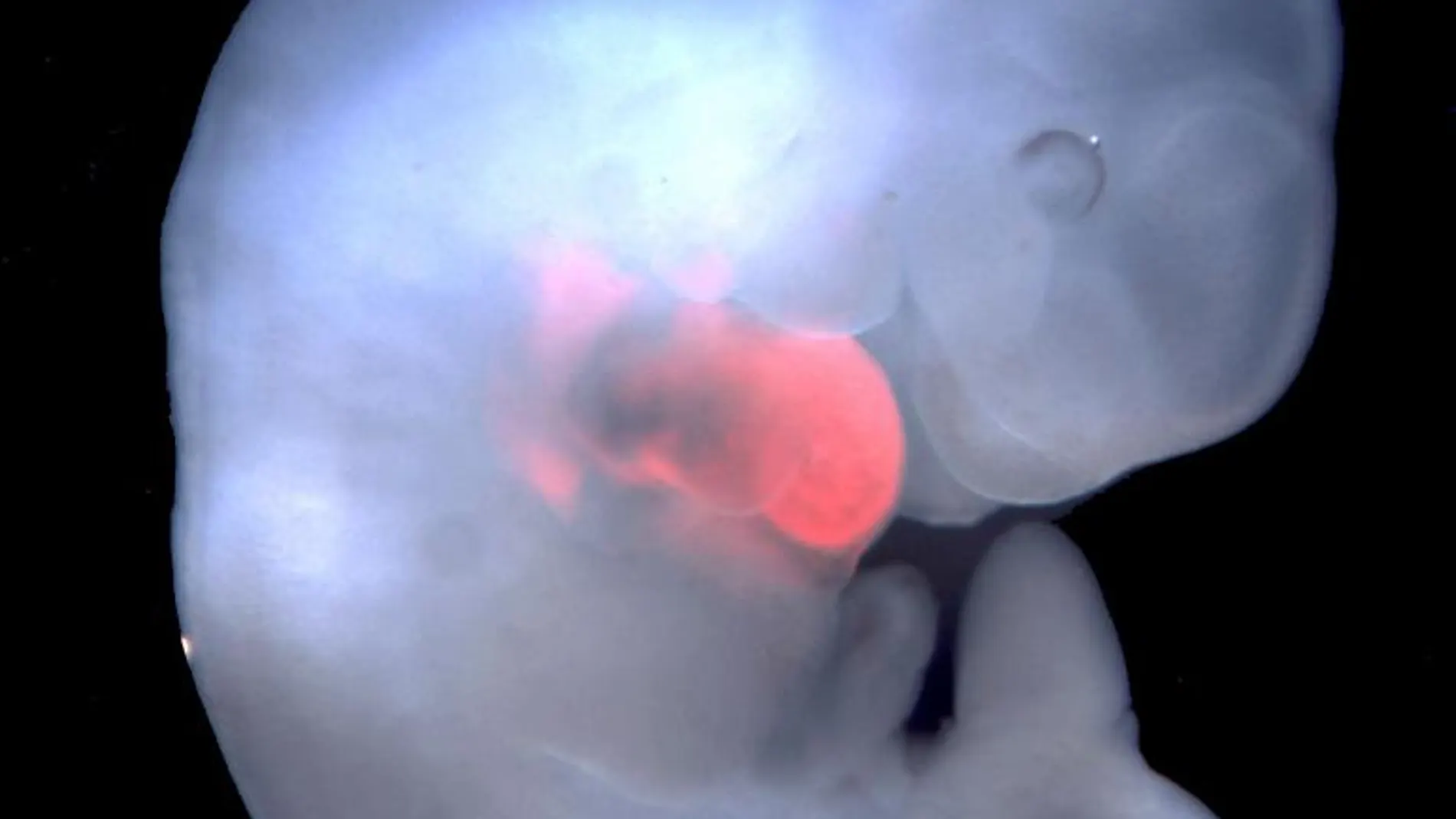 Corazón de rata en un embrión de ratón