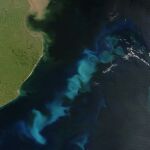 Fitoplancton en la costa argentina, en una imagen tomada por la NASA