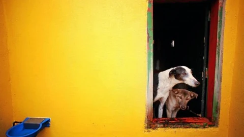 ¿Qué hacer si tu mascota sufre un golpe de calor?