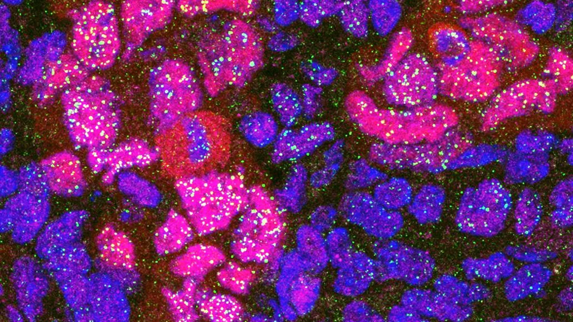 Las células programadas y no reprogramadas del páncreas de un ratón creadas en el CNIO