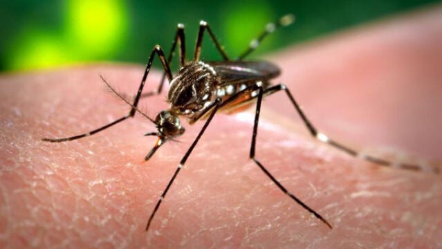 Este es ‘Aedes aegypti’, el mosquito que transmite el virus del Zika, el dengue y el chikunguña