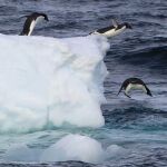 Tres pingüinos Adelie se lanzan al agua desde lo alto de un iceberg en el Cabo Burks de la Antártida