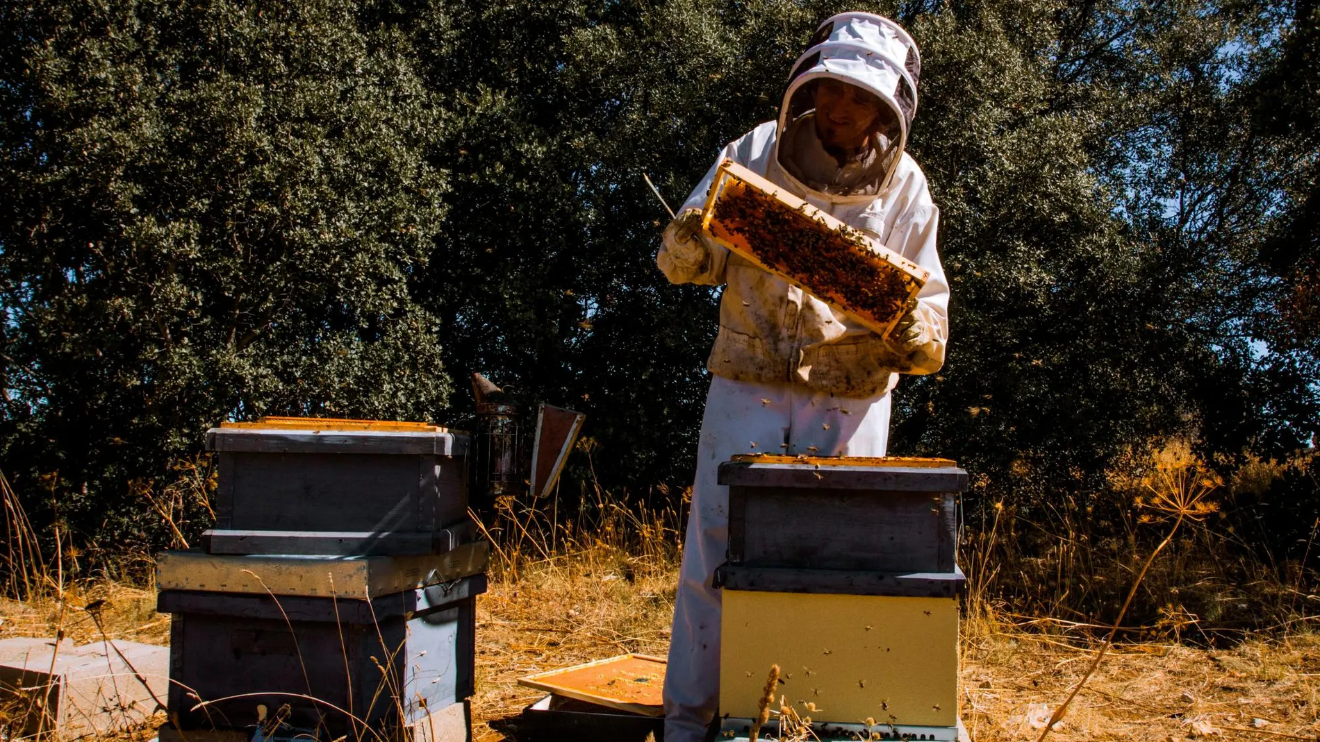 Apícola del Bierzo organiza un curso sobre inseminación artificial y selección genética de las abejas