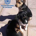 Los cachorros rescatados por la Policía