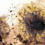 «Sunflower (Study)» (2010), obra del artista chino realizada con pólvora sobre papel